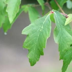Paper Bark Maple (Acer griseum) Img 4